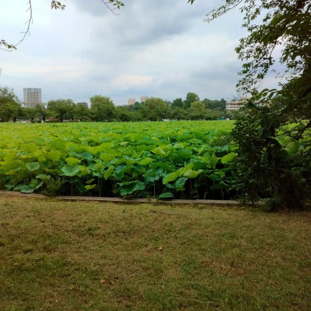ブログ